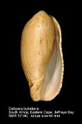 Callipara bullatiana